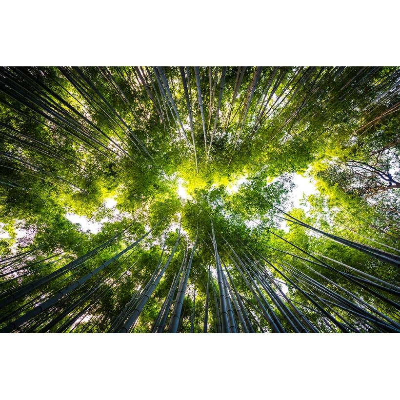 Фототапет - Вековни дървета