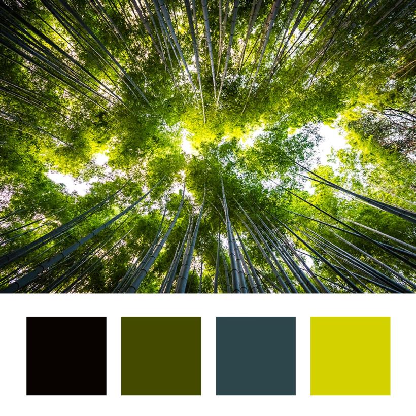 Фототапет - Вековни дървета